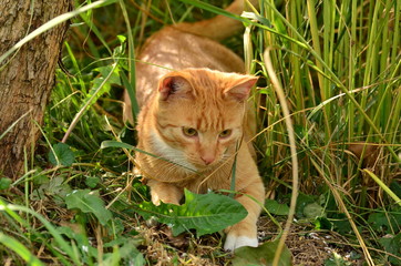 Rudy kot (foxy cat) © idealphoto