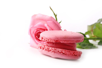 macaroon tender pink rose isolated on white background