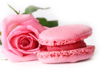 macaroon tender pink rose isolated on white background