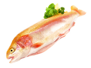 Goldgelbe Lachsforelle