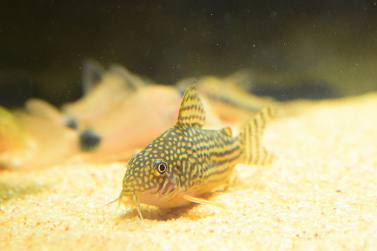 Corydoras Catfish