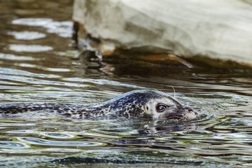 Obraz premium Seal in the Water