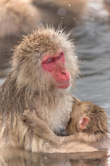 ママとあかちゃんのおさるさん Japanese monkey of baby and mother