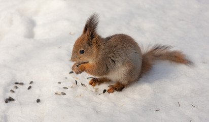 Naklejka na ściany i meble squirrel eats seeds