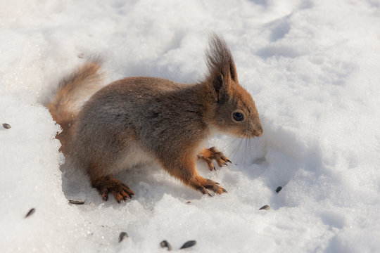 Portrait of a squirrel © Maslov Dmitry