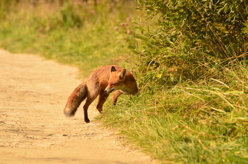 Renard roux (Vulpes vulpes)