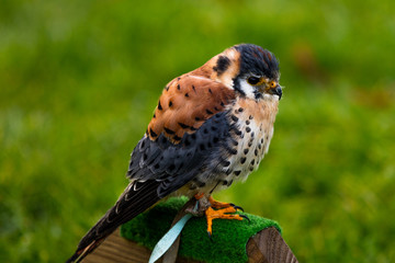 Greifvogel