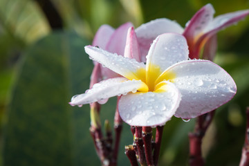 white and yellow Plumeria (frangipani flowers)