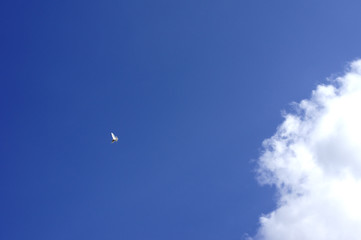 Flatternde weiße Taube / Eine weiße Taube flattert auf einer Stelle bei schönem Wetter
