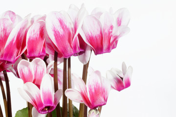 Obraz na płótnie Canvas Flowers - Cyclamen, Primulaceae