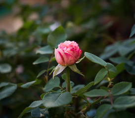 rosa Gartenrose