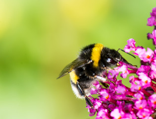 Bumblebee on buddleia blossoms