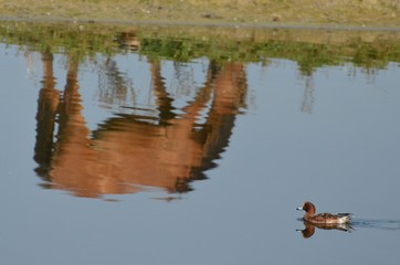 Reflet d'un cheval et Canard siffleur (Anas penelope)