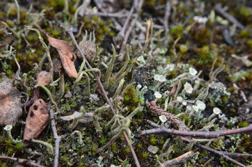 Cladonia