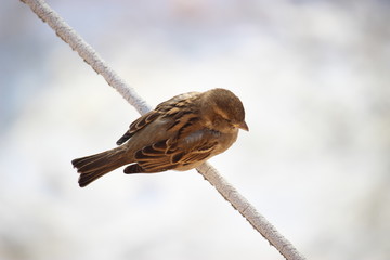 Замерзший воробей