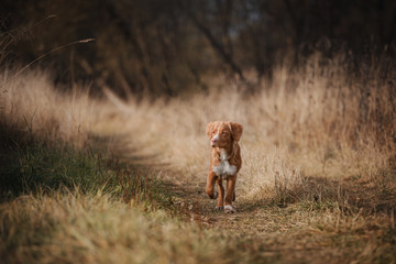 Dog Nova Scotia Duck Tolling Retriever