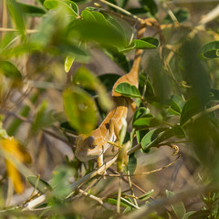 Cute Orange Oustalet's curious Chameleon in Isalo National Park, Madagascar, Africa