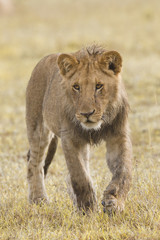 African lion cub