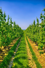 Fototapeta na wymiar Rows of young apple trees in Belgium countryside, Benelux, HDR