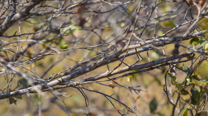 Camouflaged two stick insects mating