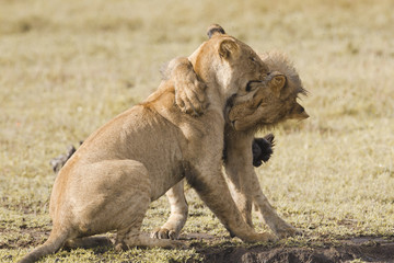 African lion cubs playing
