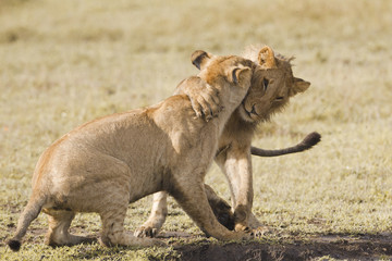 Fototapeta na wymiar African lion cubs playing
