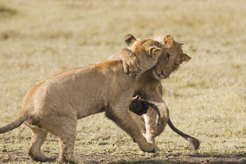 Obraz premium African lion cubs playing