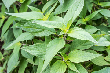  sage plant / Leaves of melon sage 