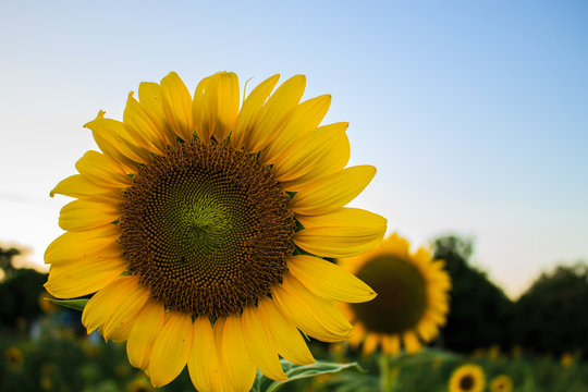 Sunflower with sky background © mrmuml3le