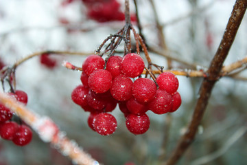 Bunch of frozen red ash