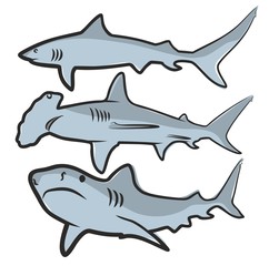 Fototapeta premium Shark.