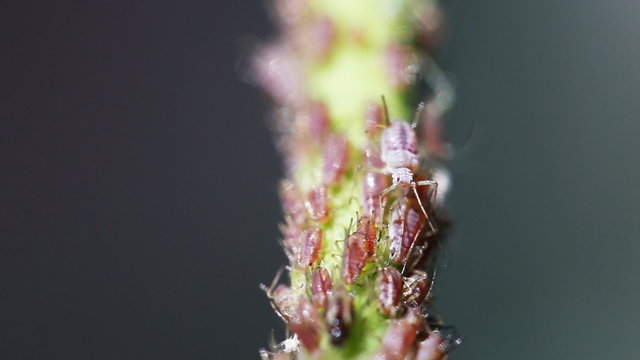 Video 1080p - Aphids on the stem of a plant
