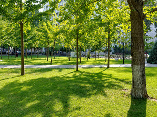 the ginkgo woods in summer
