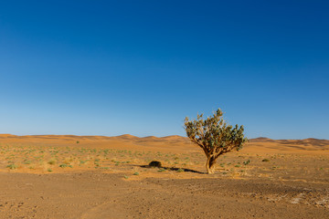 Fototapeta na wymiar tree in the Sahara desert
