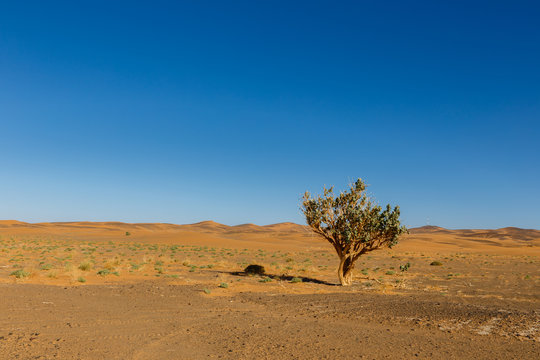 tree in the Sahara desert