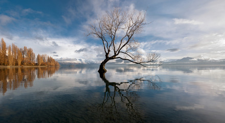 Naklejka premium Lone tree, Lake Wanaka, New Zealand.