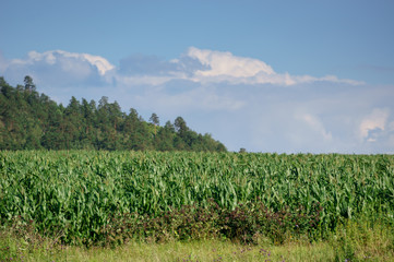 Fototapeta na wymiar cornfield