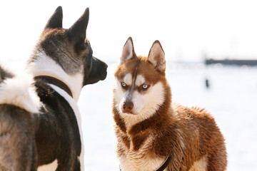 Siberian Husky with blue eye
