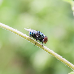 Fly