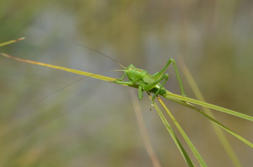 Leptophye ponctuée (Leptophyes punctatissima)