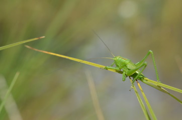 Leptophye ponctuée (Leptophyes punctatissima)