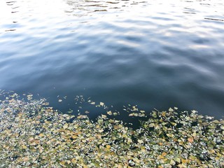the fallen leaves in the water
