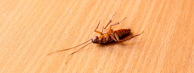 Cockroach