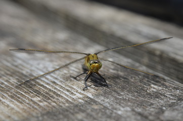Libellule