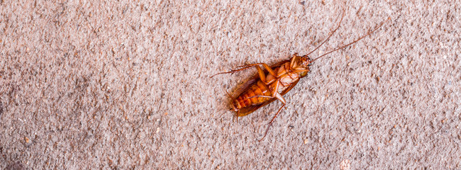 Cockroach