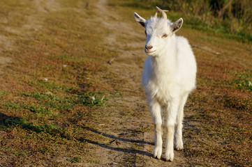 White the goat