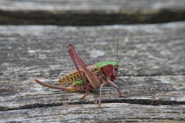 Dectique verrucivore (Decticus verrucivorus)