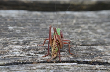 Dectique verrucivore (Decticus verrucivorus)