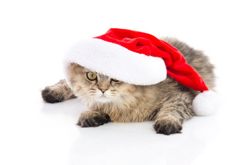 Kitten in Santa Claus xmas red hat on white background...