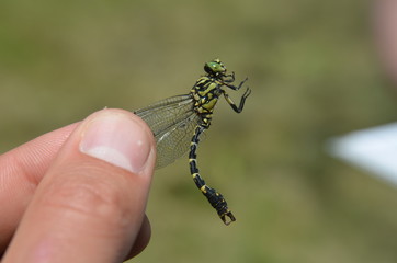 Onychogomphe à pinces (Onychogomphus forcipatus) 
